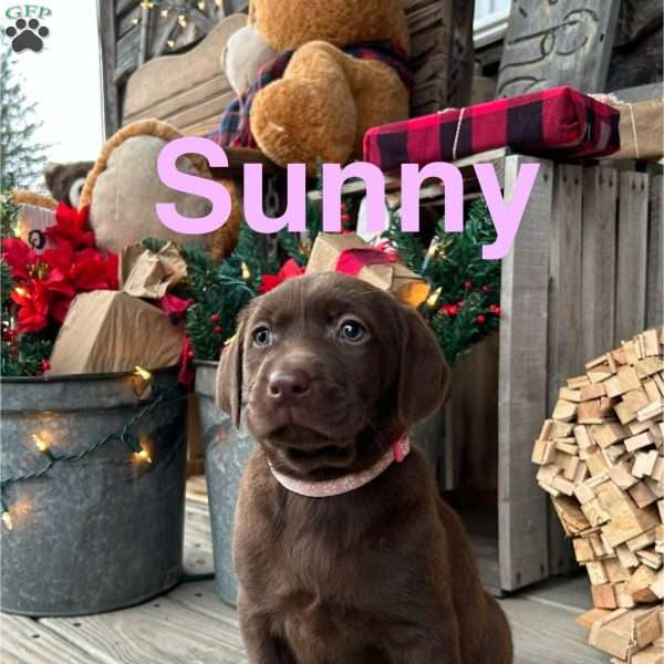 Sunny, Chocolate Labrador Retriever Puppy